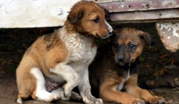 Έκκληση για άμεση εφαρμογή μέτρων για τα αδέσποτα