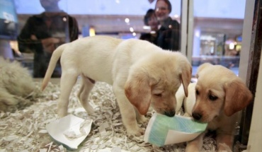 Μόνο 40 pet shops διαθέτουν άδεια πώλησης ζώων στην Κύπρο