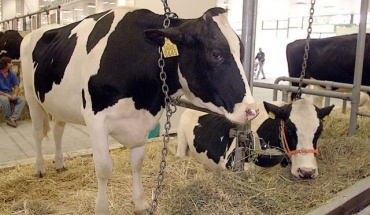 Κρούσμα της νόσου τρελών αγελάδων σε αγρόκτημα στη Σκωτία