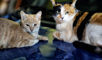 Έρευνες για κακοποίηση γάτων στη Λευκωσία – Χωρίς επιλήψιμα ευρήματα