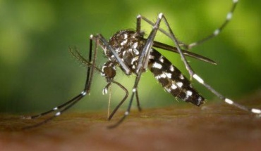 Αύξηση κινδύνου εξάπλωσης ασθενειών στην Ευρώπη με το τσίμπημα κουνουπιού