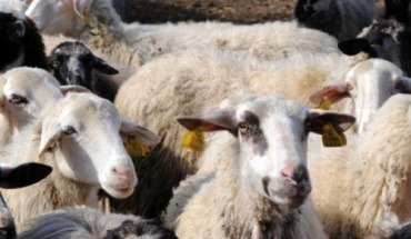 Νέο κρούσμα αφθώδους στη Δρομολαξιά