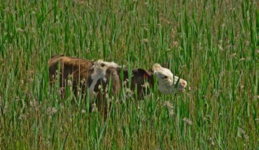 Κτηνιατρικές Υπηρεσίες: Δεν μεταδίδεται στον άνθρωπο ο αφθώδης πυρετός