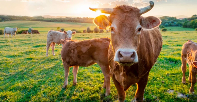 &Mu;έ&tau;&rho;&alpha; &alpha;&pi;&omicron;&lambda;ύ&mu;&alpha;&nu;&sigma;&eta;&sigmaf; &gamma;&iota;&alpha; &alpha;&phi;&theta;ώ&delta;&eta; &pi;&upsilon;&rho;&epsilon;&tau;ό &sigma;&tau;&alpha; &sigma;&eta;&mu;&epsilon;ί&alpha; &delta;&iota;έ&lambda;&epsilon;&upsilon;&sigma;&eta;&sigmaf; &alpha;&pi;ό BB