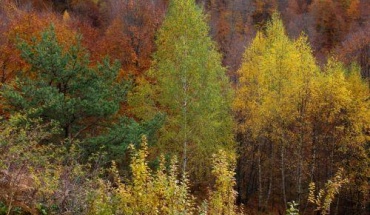 Υπ. Γεωργίας: Τα δάση είναι το φυσικό όπλο απέναντι στην κλιματική κρίση