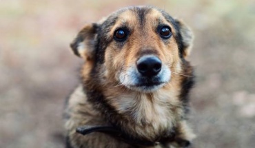 Οικολόγοι: Να απαγορευτεί η ευθανασία στους αδέσποτους σκύλους