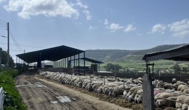 Πλημμελής εμφανίζεται η εφαρμογή πρωτοκόλλων για αφθώδη πυρετό