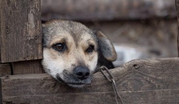 Η ευημερία των ζώων σε συνάντηση Κ. Κυριάκου - Τ. Πογιατζή