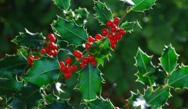 Παραδοσιακές θεραπείες με ένα ...παραδοσιακό χριστουγεννιάτικο φυτό;