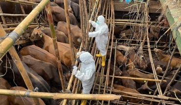 Στα 37 τα κτηνοτροφικά υποστατικά με κρούσματα αφθώδους