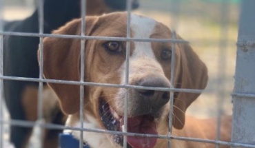 Το Bean Bar αγκαλιάζει τα αδέσποτα σκυλάκια του Simba Animal Aid