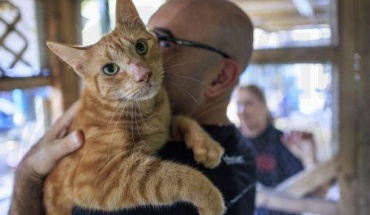 Οι γάτες θα μπορούσαν να βοηθήσουν στη θεραπεία κάποιων καρκίνων