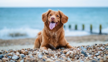 Παραλίες για βόλτα ή λούσιμο σκύλων