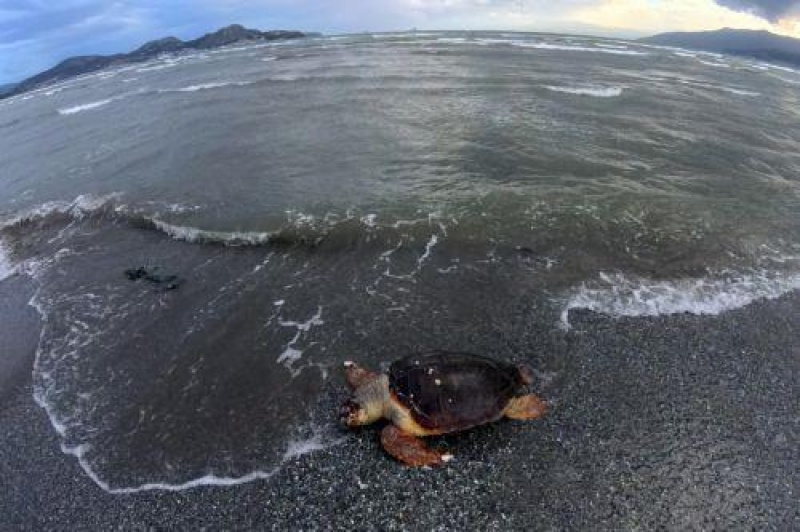 &Alpha;&pi;ό&delta;&omicron;&sigma;&eta; &epsilon;&upsilon;&theta;&upsilon;&nu;ώ&nu; &zeta;&eta;&tau;ά &eta; &Omicron;&Pi;&Omicron;&Kappa; &gamma;&iota;&alpha; &kappa;&alpha;&kappa;&omicron;&mu;&epsilon;&tau;&alpha;&chi;&epsilon;ί&rho;&iota;&sigma;&eta; &chi;&epsilon;&lambda;ώ&nu;&alpha;&sigmaf; &sigma;&tau;&eta;&nu; &Pi;ά&phi;&omicron;
