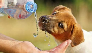 Κινδυνεύουν σκυλιά λόγω αποκοπής νερού