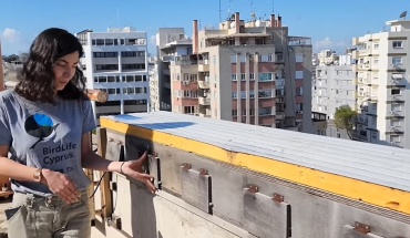 Φωλιές στα κτίρια της CYTA για τα πετροχελίδονα