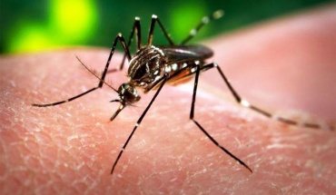 Μικρός αριθμός ενήλικων κουνουπιών του είδους Aedes aegypti εντοπίστηκε στη Λάρνακα