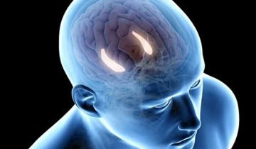 Πρωτεΐνη στον ιππόκαμπο καθορίζει μάθηση και μνήμη καθώς μεγαλώνουμε