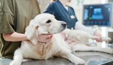 Καινοτόμα μη επεμβατική θεραπεία καρκίνου για κατοικίδια