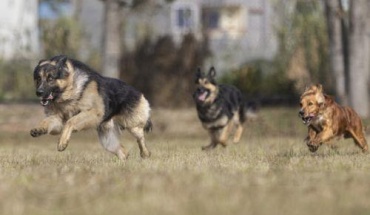 Μικρόσωμα σκυλιά με μακριές μύτες ζουν περισσότερο