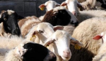 Volt: Αμεση οικονομική και ψυχολογική στήριξη των κτηνοτρόφων