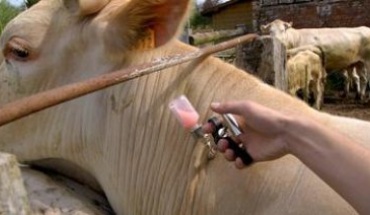 Εμβολιάστηκαν 85% των βοοειδών και 45% των αιγοπροβάτων