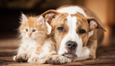 Τέλος στο «μπάχαλο» με σκύλους και γάτες