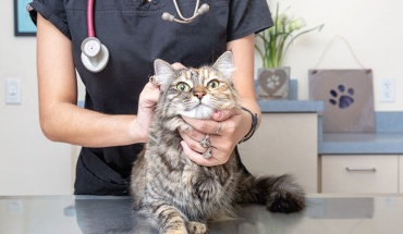Ζητούν δωρεάν φάρμακα για περιτονίτιδα γάτων