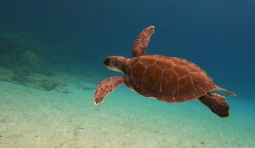 Καμπανάκι για προστασία θαλάσσιων χελωνών στις παραλίες