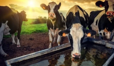 Θερμικό στρες στα βοοειδή λόγω κλιματικής αλλαγής