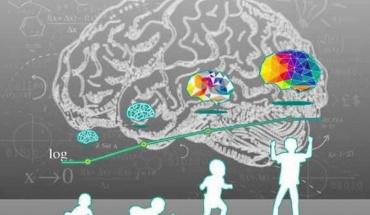 Παρατεταμένη εφηβεία και οι 5 φάσεις ανάπτυξης του εγκεφάλου