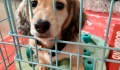 Βέλη Λοττίδη κατά κτηνιατρικών υπηρεσιών - Αμέλεια για εξέταση καταγγελιών