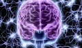 Πώς οι κοινωνικοί δεσμοί επηρεάζουν το νευρικό συγχρονισμό στον εγκέφαλο