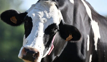 Εμβολιάστηκαν 65.000 βοοειδή στα κατεχόμενα για αφθώδη πυρετό