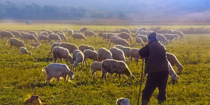 H &kappa;&rho;ί&sigma;&eta; &sigma;&tau;&eta;&nu; &kappa;&tau;&eta;&nu;&omicron;&tau;&rho;&omicron;&phi;ί&alpha; &kappa;&alpha;&iota; &tau;&iota; &pi;&rho;έ&pi;&epsilon;&iota; &nu;&alpha; &gamma;ί&nu;&epsilon;&iota;