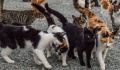 Φρίκη και αποτροπιασμός για θανάτωση γάτων στην επαρχία Πάφου