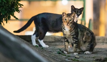 Διαμαρτυρία έξω από το Αρχηγείο για τα εξαφανισμένα γατάκια