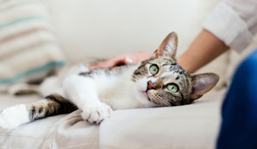 Διάθεση φαρμάκων και σε γάτους για κορωνοϊό