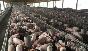Αφθώδης πυρετός: Θανατώσεις χοίρων στο Παλιομέτοχο