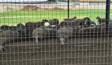 Καταγγελίες για ολιγωρία σε πρωτόκολλα και ενημέρωση για αφθώδη πυρετό