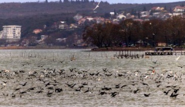 Η ηχορύπανση επηρεάζει τη συμπεριφορά των πτηνών