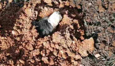 Σοκ στη Θεσσαλονίκη: Σκύλος βρέθηκε θαμμένος ζωντανός