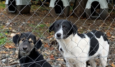 Αναστολή διατάγματος για καταφύγιο ζώων στην Πάφο ζητά το Κόμμα για τα Ζώα Κύπρου