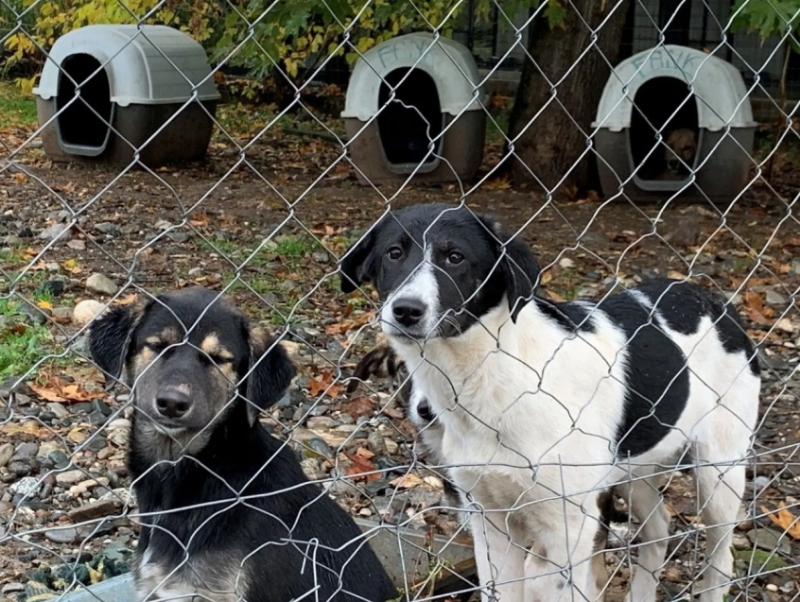 Αναστολή διατάγματος για καταφύγιο ζώων στην Πάφο ζητά το Κόμμα για τα Ζώα Κύπρου