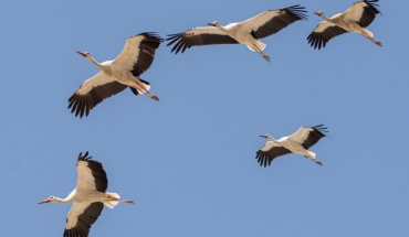 Επιπτώσεις στη μετανάστευση πουλιών λόγω καιρικών φαινομένων