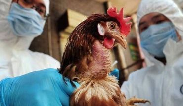 Επεξεργασία γονιδίων σε κοτόπουλα για προστασία από γρίπη πτηνών