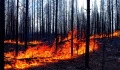 Μέτρα ΕΕ για αντιμετώπιση των δασικών πυρκαγιών το 2024