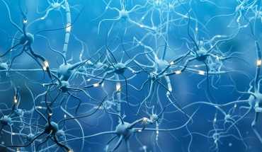 Νέα μελέτη συνδέει δύο πρωτεΐνες που αυξάνουν τον κίνδυνο σχιζοφρένειας