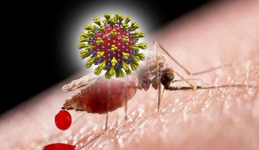 Μπορούν τα κουνούπια να μεταδώσουν τον SARS-CoV-2;