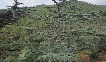 Σε επίπεδο «Κόκκινου Συναγερμού» την Παρασκευή ο κίνδυνος δασικών πυρκαγιών